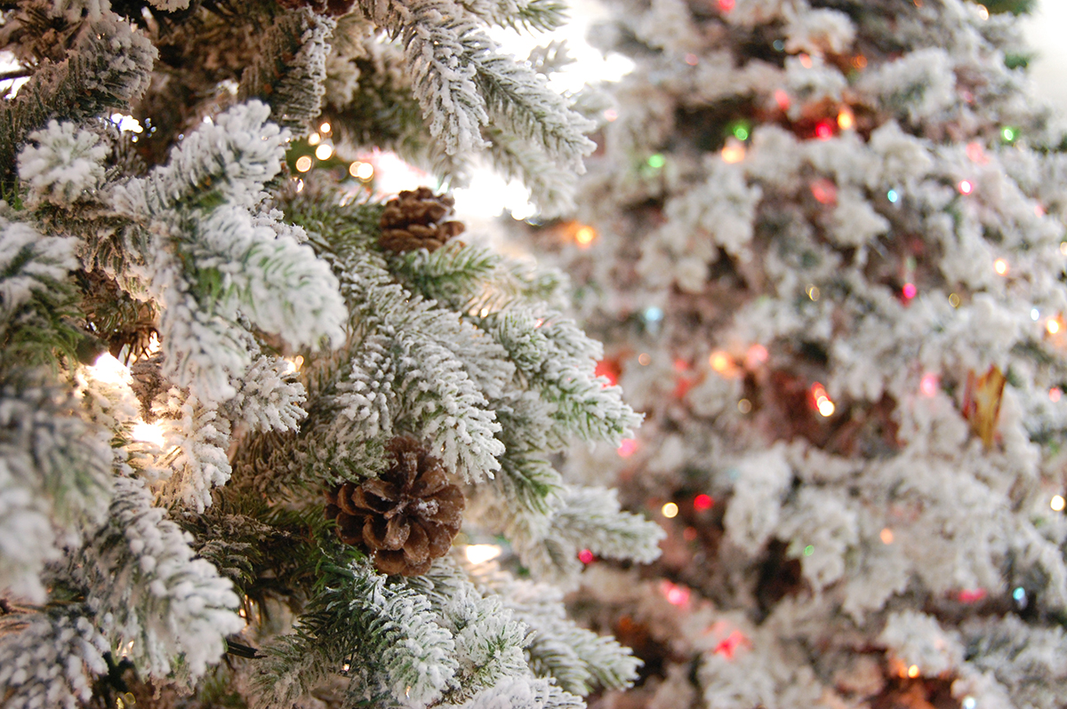 close up of flocked Christmas tree branches, bokeh lights